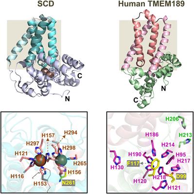 Plasmalogens and Photooxidative Stress Signaling in Myxobacteria, and How it Unmasked CarF/TMEM189 as the Δ1′-Desaturase PEDS1 for Human Plasmalogen Biosynthesis